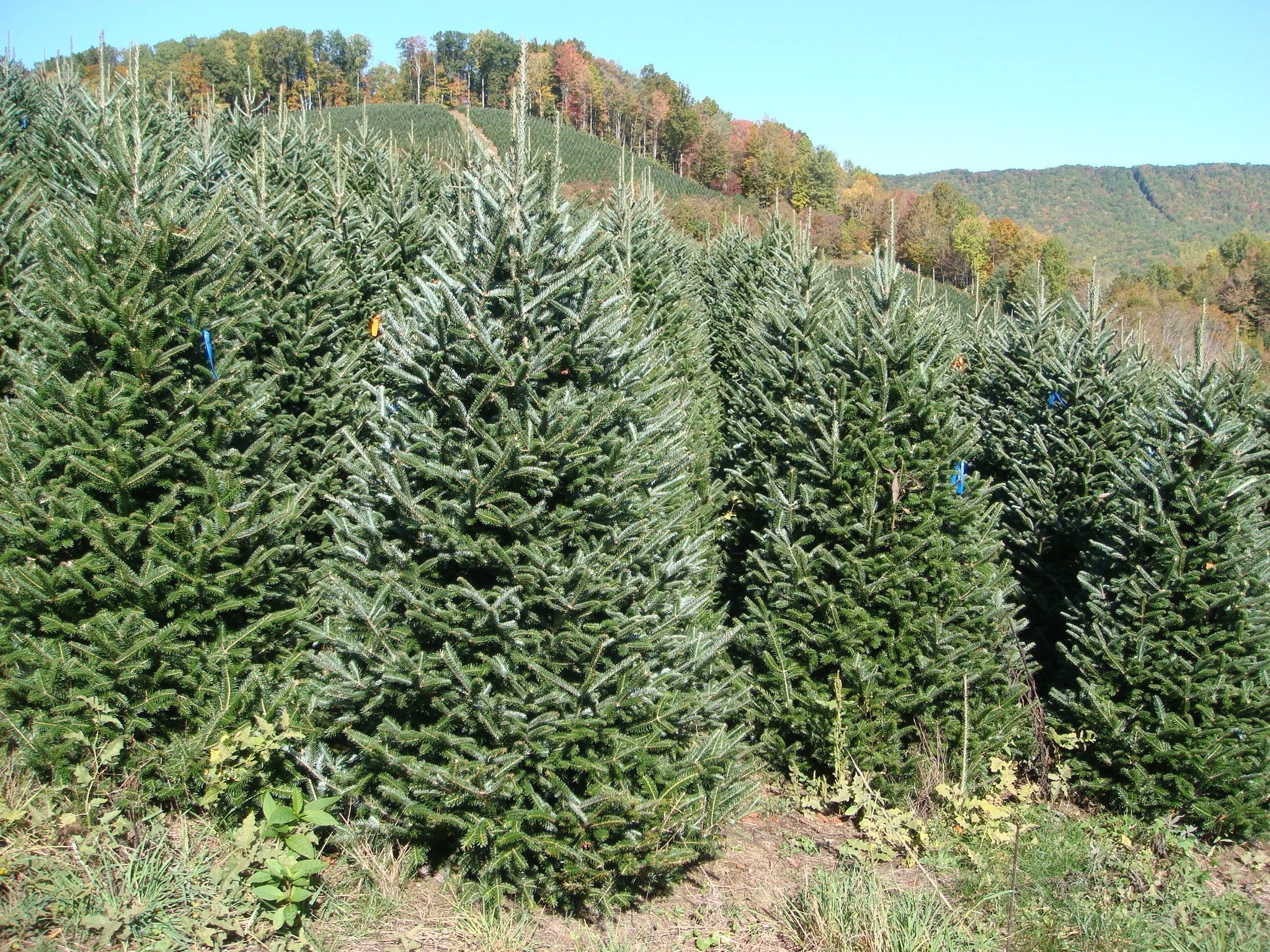 Rows of beautiful Christmas trees on a farm